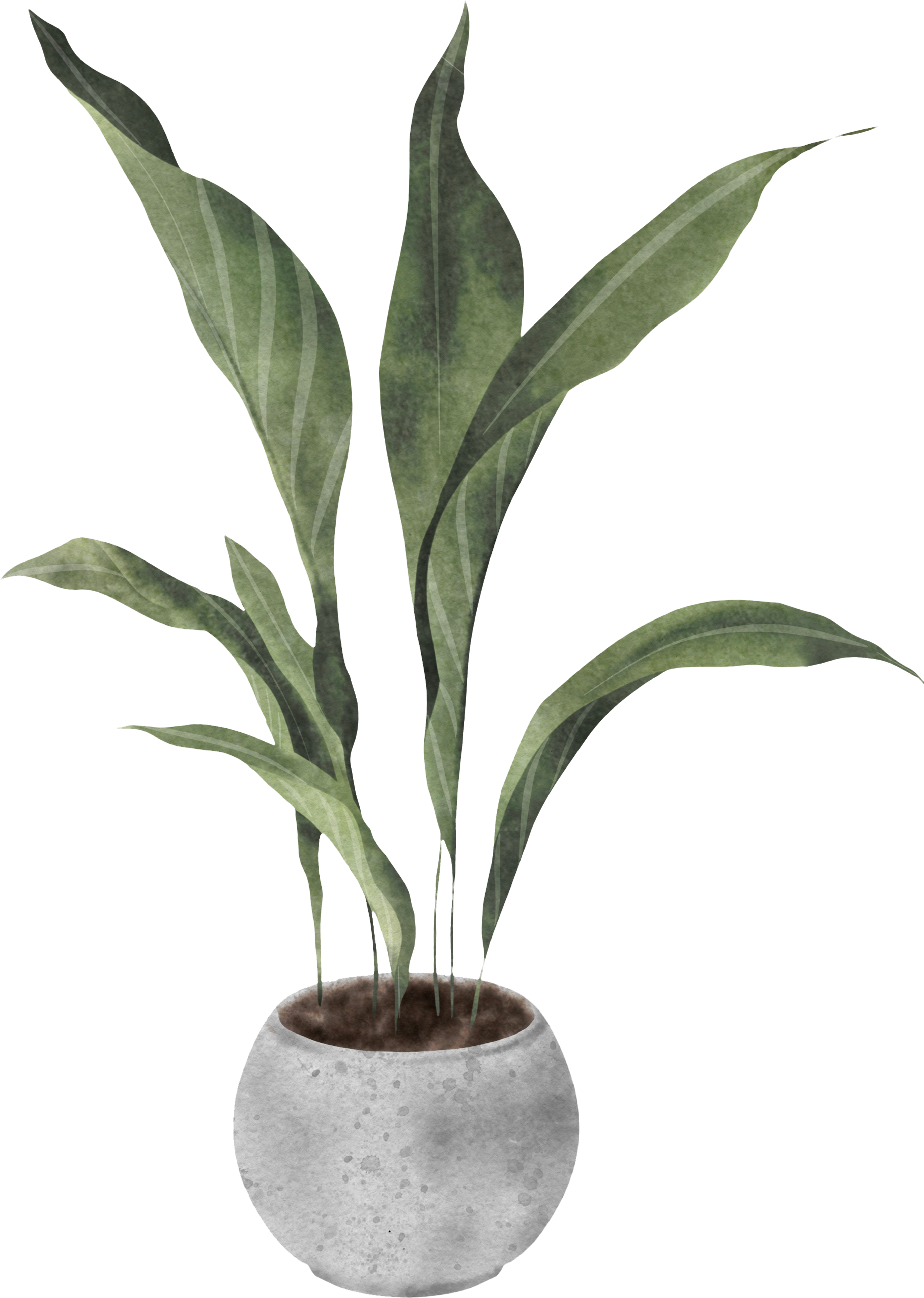 Decorative plant